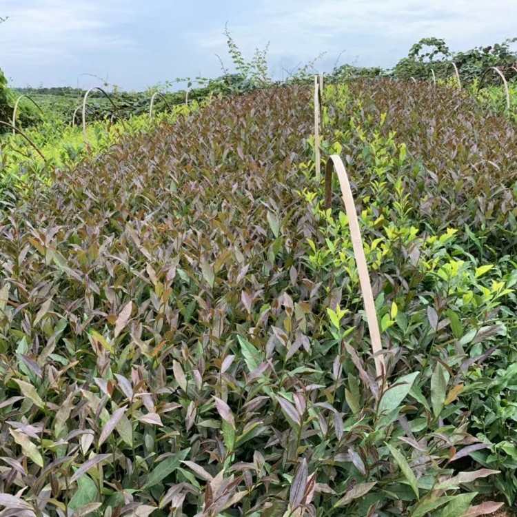 老鷹茶苗 廠家供應(yīng) 福鼎大白茶苗  優(yōu)質(zhì)茶葉樹(shù)苗批發(fā)