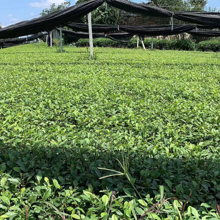 福選9號茶苗 種植基地品種齊全 奶白茶苗  批發(fā)基地