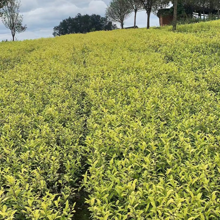 紫鵑茶苗 基地直銷 中茶108茶苗  優(yōu)質茶葉樹苗批發(fā)