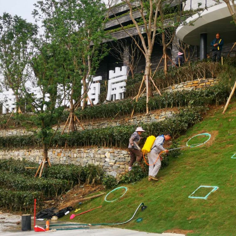 梅占茶苗 生產(chǎn)基地 福選9號茶苗  優(yōu)質(zhì)茶樹苗批發(fā)價