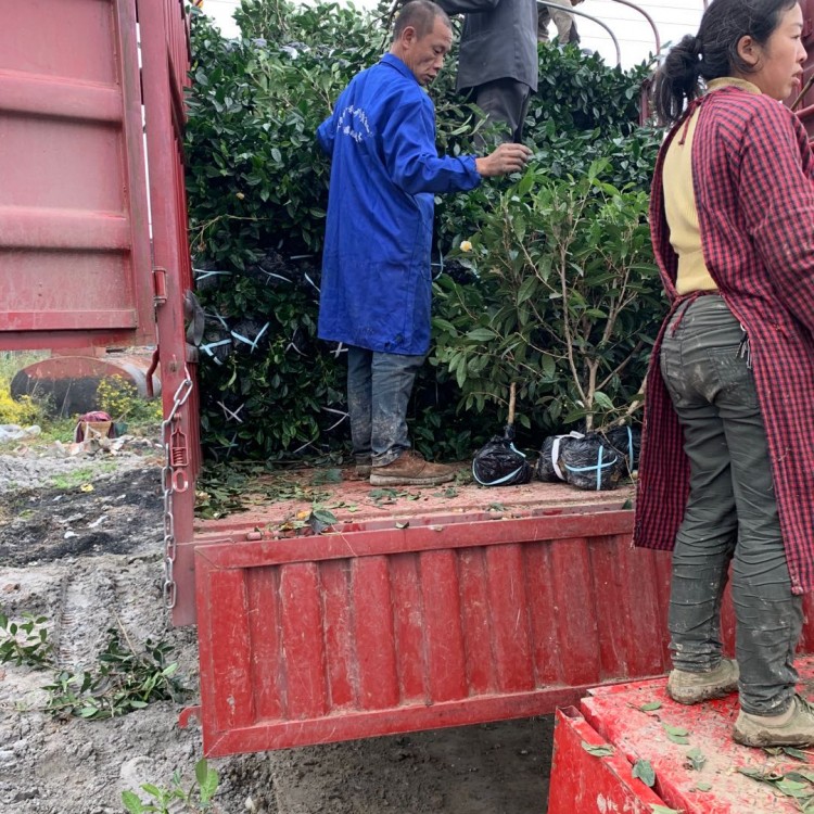 無(wú)水茶苗 生產(chǎn)基地 黃金芽茶苗  基地直銷