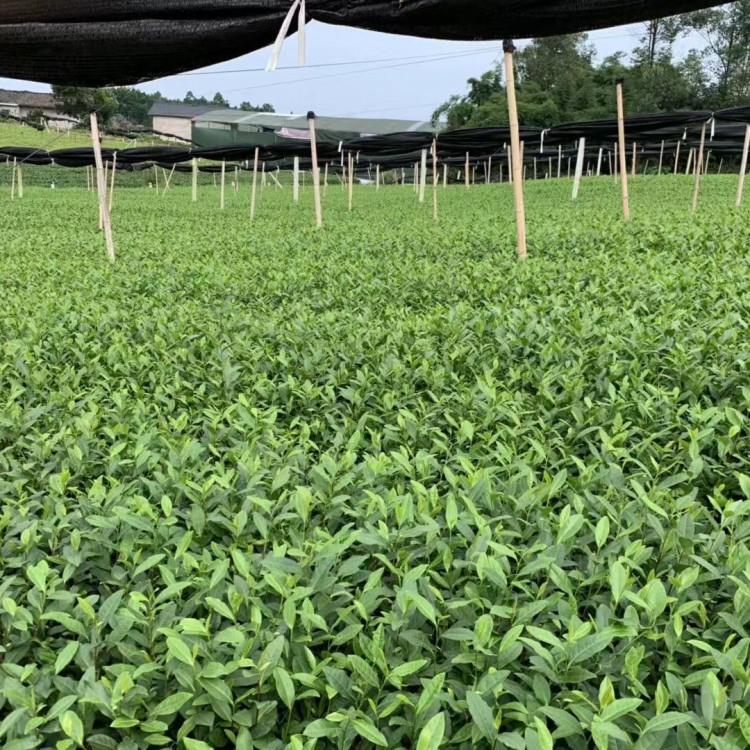 中茶108茶苗 優(yōu)質(zhì)茶葉樹苗批發(fā) 老鷹茶苗  批發(fā)電話