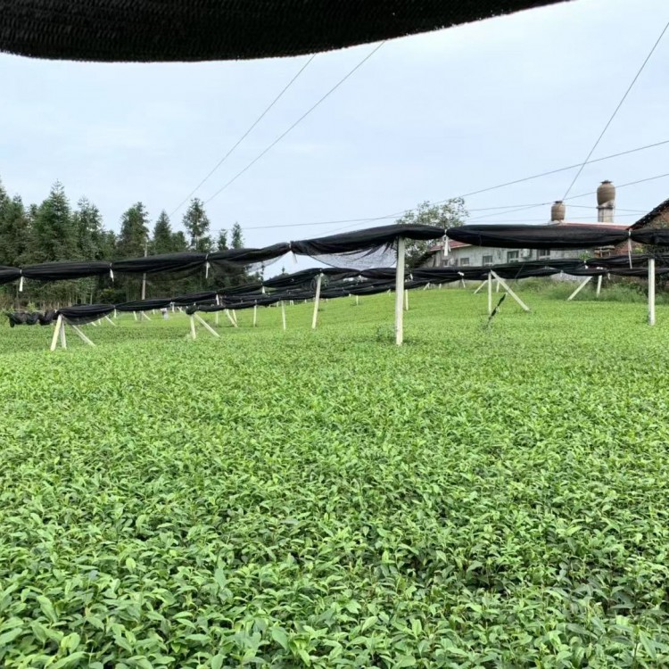 蒙山9號茶苗 批發(fā)價格優(yōu)惠 福選9號茶苗  生產(chǎn)基地