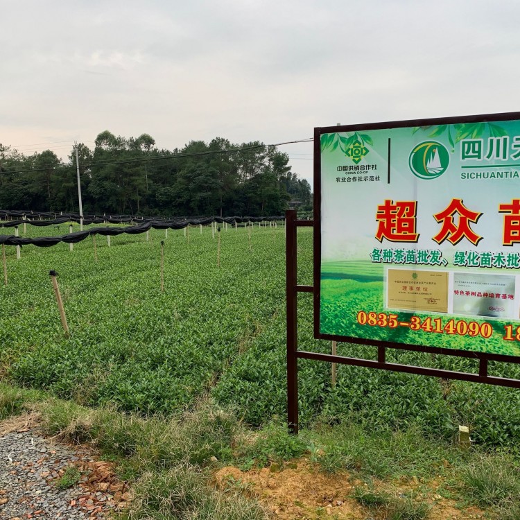 超眾苗木 大葉茶樹苗  五年生茶樹苗  種植基地品種齊全