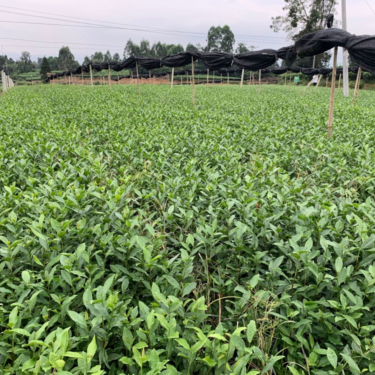 龍井43茶苗 種植基地品種齊全 云南大葉茶樹苗  優(yōu)質(zhì)茶樹苗批發(fā)價