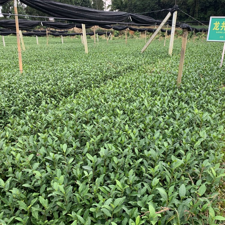 無水茶苗 生產(chǎn)基地 黃金芽茶苗  基地直銷