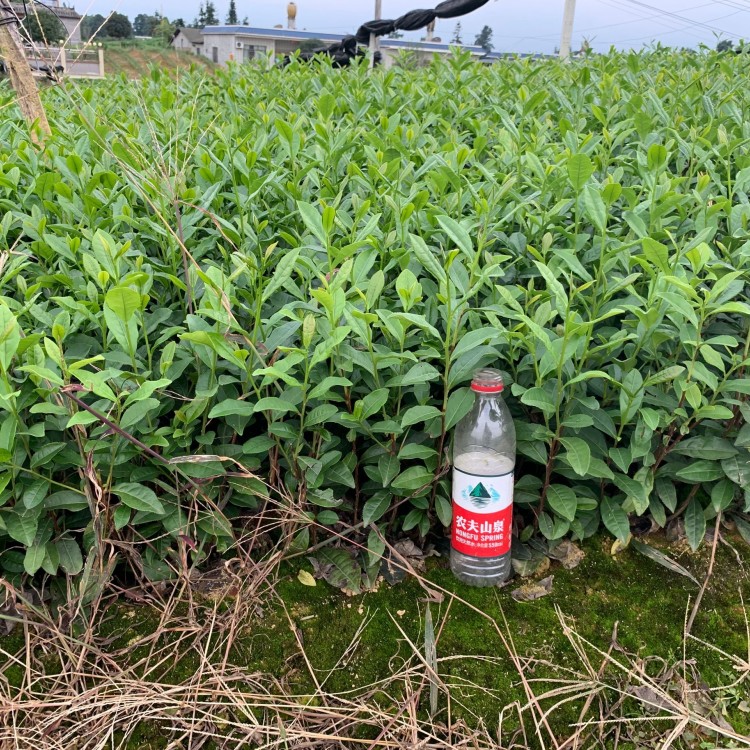 老鷹茶苗 批發(fā)基地 中茶108茶苗  批發(fā)價格