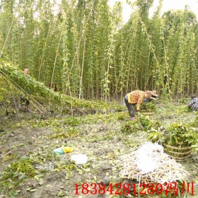 湖南油麻藤苗 4-5米長(zhǎng)油麻藤 常綠藤本 藤本植物基地批發(fā)