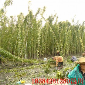 重慶油麻藤苗 牛馬藤價(jià)格 牛馬藤基地批發(fā)