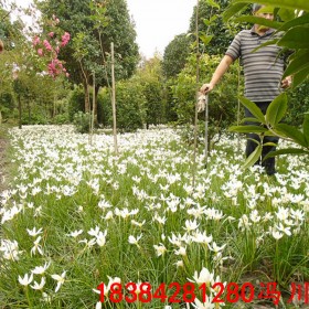 四川蔥蘭 白花蔥蘭 紅花蔥蘭價(jià)格 蔥蘭批發(fā)