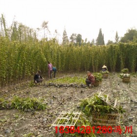 云南油麻藤苗 油麻藤苗價格 藤本植物 苗木批發(fā)