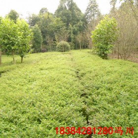 重慶滿天星杯苗雪茄花細葉萼距花基地批發(fā)四季常綠過程苗