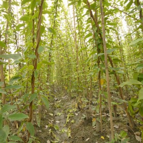 大量供應(yīng) 單桿油麻藤3-4米 油麻藤基地批發(fā)