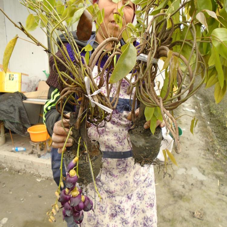 廣東和雀花苗 常春油麻藤 油麻藤苗批發(fā)