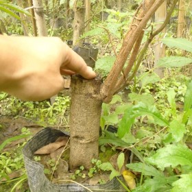 武漢油麻藤基地批發(fā) 武漢3-6公分粗油麻藤 5-6米長大油麻藤 粗油麻藤杯苗