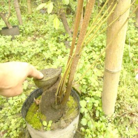 湖南油麻藤基地批發(fā) 邵陽油麻藤苗5-6米長 大杯苗牛馬藤 地徑1-5公分粗