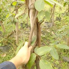 長沙油麻藤基地批發(fā) 老油麻藤杯苗 粗油麻藤 地徑5公分 長6米粗油麻藤質(zhì)量很好