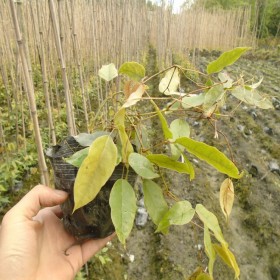 都江堰市油麻藤種植基地 都江堰市油麻藤批發(fā) 15杯油麻藤苗