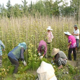 重慶50公分長油麻藤杯苗批發(fā) 重慶油麻藤基地 黔江油麻藤批發(fā)