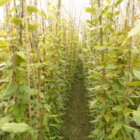 湖南15杯油麻藤批發(fā) 湖南油麻藤基地 長沙油麻藤種植基地