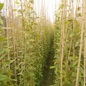 貴州爬藤植物批發(fā) 四季常綠的遮陽藤，四季長青不落葉油麻藤