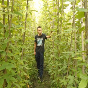 油麻藤_四川礦山修復(fù)植物 生態(tài)修復(fù)用油麻藤 四季常綠的藤