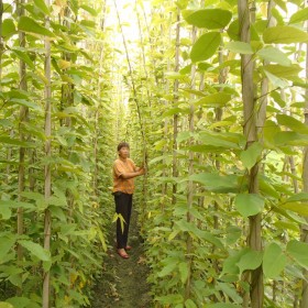 綿陽(yáng)油麻藤種植基地 綿陽(yáng)油麻藤批發(fā) 綿陽(yáng)哪里有種油麻藤的