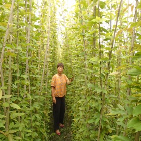 四川達(dá)州16杯油麻藤杯苗批發(fā) 達(dá)州油麻藤種植基地 4-5米長油麻藤批發(fā)