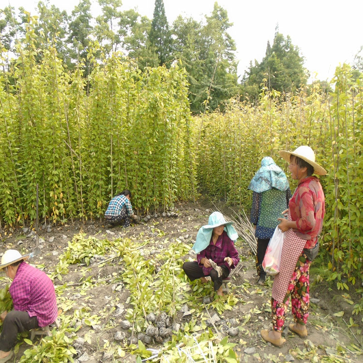 重慶花卉市場油麻藤批發(fā) 牛馬藤袋苗批發(fā) 重慶哪里有種油麻藤的