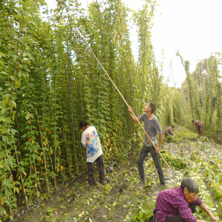 湖北隨州油麻藤4-5米長批發(fā) 荊門油麻藤種植基地 荊州油麻藤批發(fā) 宜昌牛馬藤杯苗