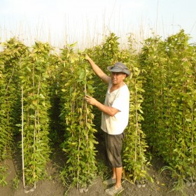 湖南常德油麻藤苗種植基地 1-2米長牛馬藤杯苗 4-5米長油麻藤批發(fā)