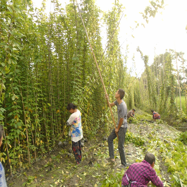 黔東南常春油麻藤圖片 1-8米常綠油麻藤價格 黃石油麻藤種植批發(fā) 供應(yīng)優(yōu)良油麻藤袋苗