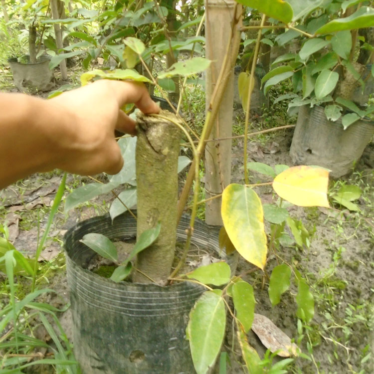 油麻藤苗圃批發(fā) 地徑5公分粗油麻藤 質(zhì)量有保證