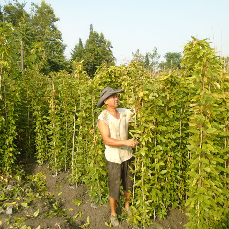 油麻藤綠籬苗批發(fā) 四川油麻藤種植基地 常綠油麻藤2米工程苗 湖南油麻藤杯苗批發(fā)基地 長沙哪里賣油麻藤的