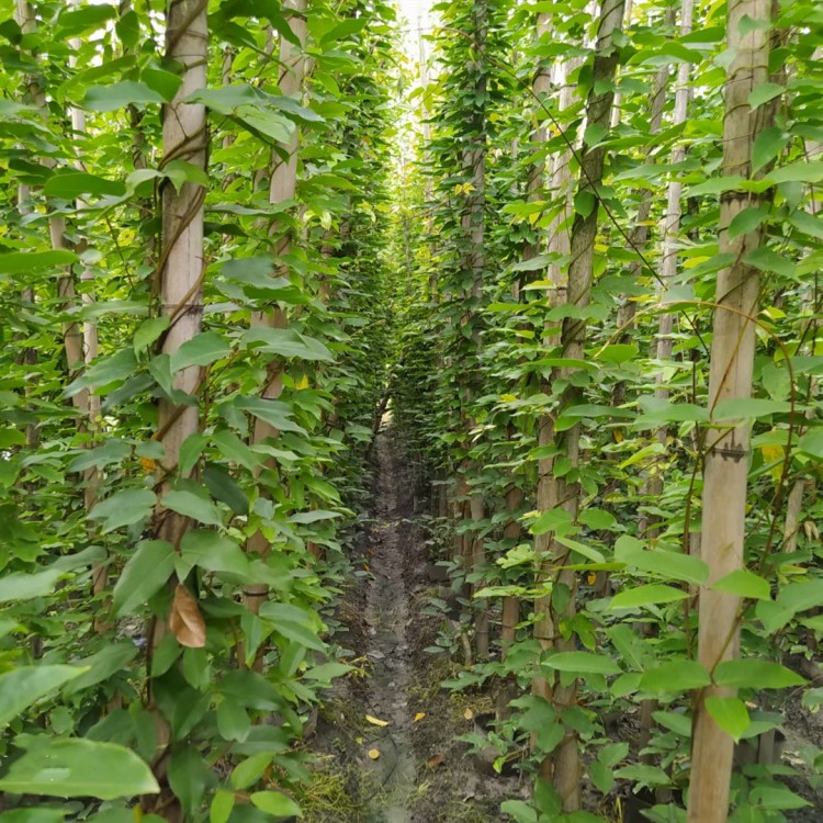 油麻藤苗圃基地直發(fā) 30大杯油麻藤 不脫杯不散杯 存活率高