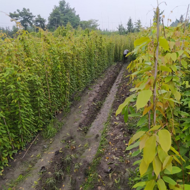 油麻藤袋苗批發(fā)，油麻藤種植基地1-2米長牛馬藤苗大量供應(yīng)