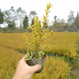 亮晶女貞杯苗基地 重慶亮晶女貞批發(fā) 貴州亮晶女貞杯苗批發(fā) 成都亮晶女貞苗供應(yīng)