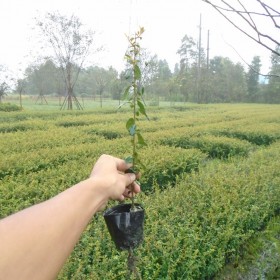 貴州火棘杯苗批發(fā) 重慶火棘小苗種植基地 湖南火棘苗供應(yīng)苗圃 湖北火棘小杯苗種植基地