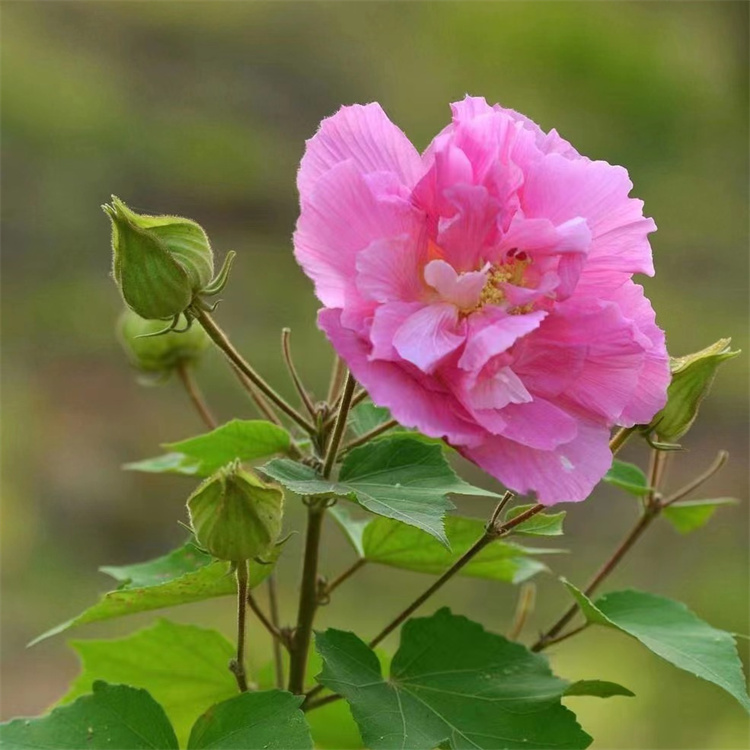 木芙蓉批發(fā) 苗圃基地 偉森園藝場