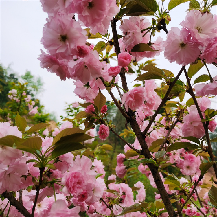 櫻花樹 園林庭院行道高桿陽光櫻花