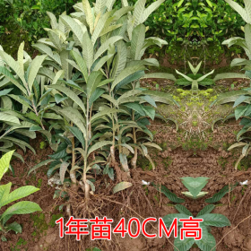 四川果苗大五星枇杷苗庭院盆栽地栽果樹(shù)苗木南北方種植基地直供批發(fā)