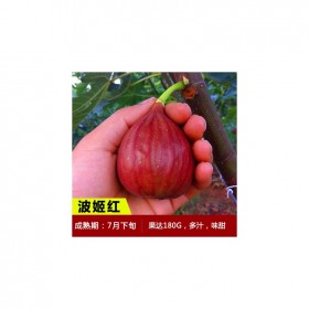 無花果樹果苗南方北方四季盆栽地栽種植苗當(dāng)年結(jié)果特大波姬紅樹苗