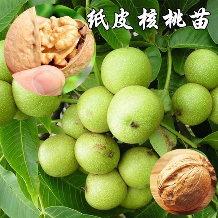 四川簡(jiǎn)陽(yáng)苗木種植聯(lián)盟正式形成