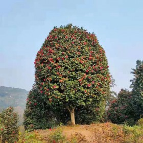 大紅牡丹茶花苗 基地直發(fā) 茶花樹苗種植基地