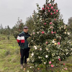 七彩茶花樹苗 庭院耐冬觀賞苗木 蓉華茶花種植基地