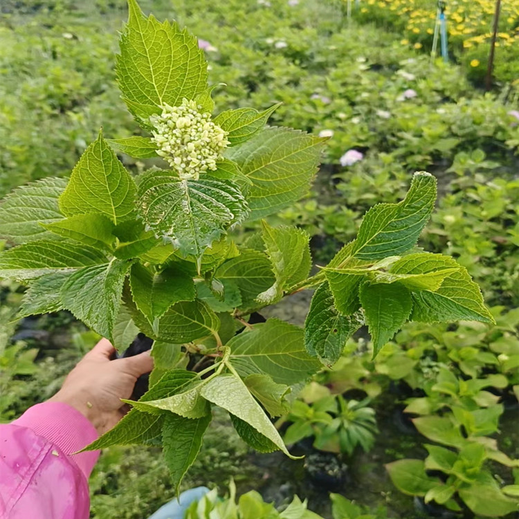 無盡夏繡球 杯苗帶花苞 觀花盆栽 綠楓園林基地種植