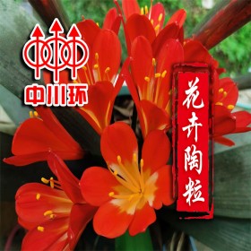 不爛根花卉陶粒 外殼堅(jiān)硬強(qiáng)度高吸附能力強(qiáng)呈橢圓形