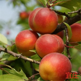 四川脆紅李子苗批發(fā)基地 宜莊現(xiàn)代農(nóng)業(yè)  翠紅李子苗貨源基地