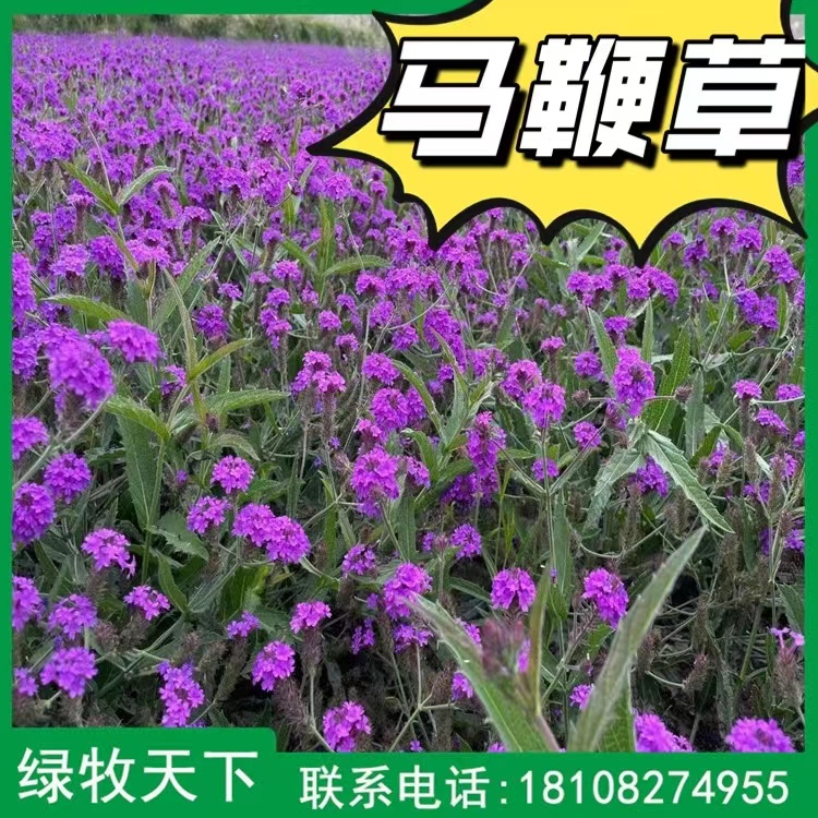 馬鞭草種子批發(fā) 花卉灌木種子價格 綠牧天下