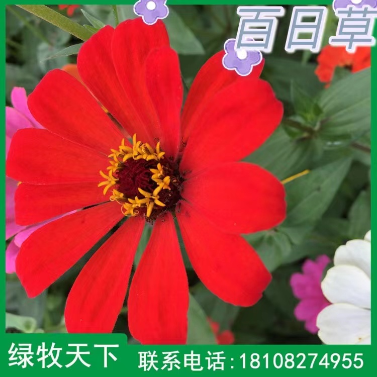 百日草種子價格 四川綠化種子 花卉種子供應(yīng)商